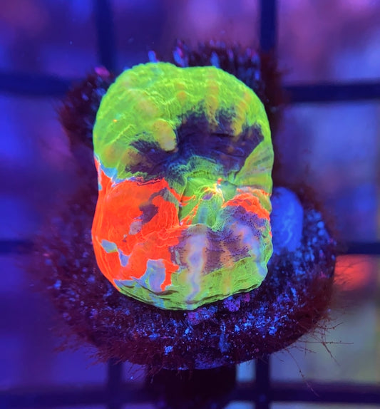 Aquacultured Master Scolymia