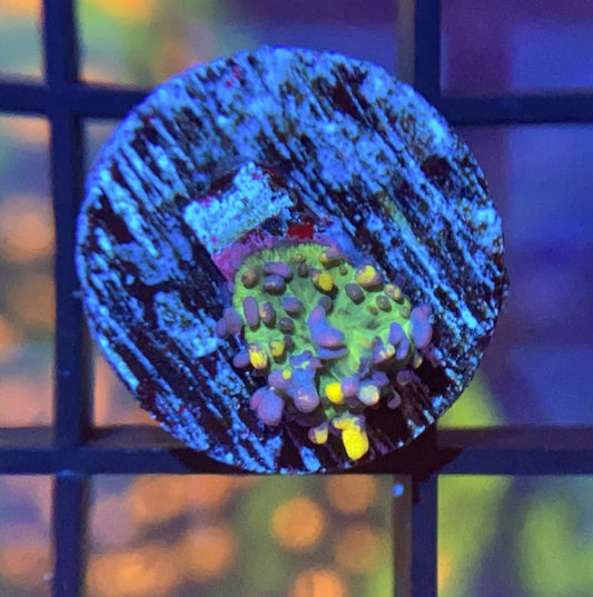 CB Fire Shroom