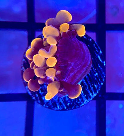 RRG Cinnamon Swirl Hammer