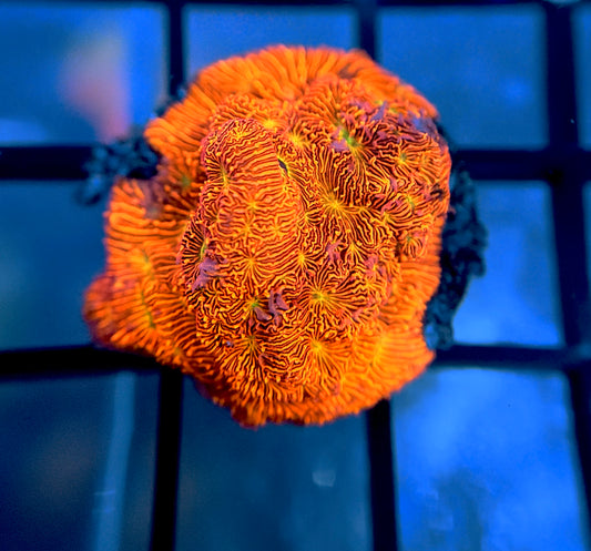 JF Jack-O-Lantern Lepto