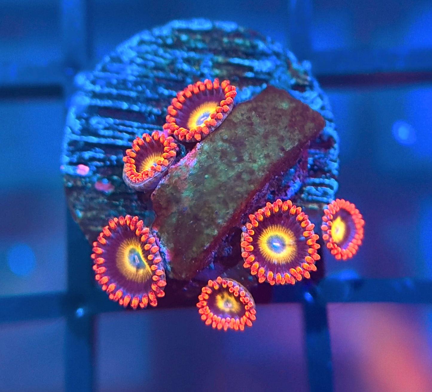 TSA Circus Freak Zoas