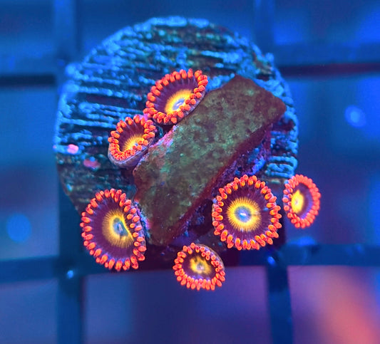 TSA Circus Freak Zoas