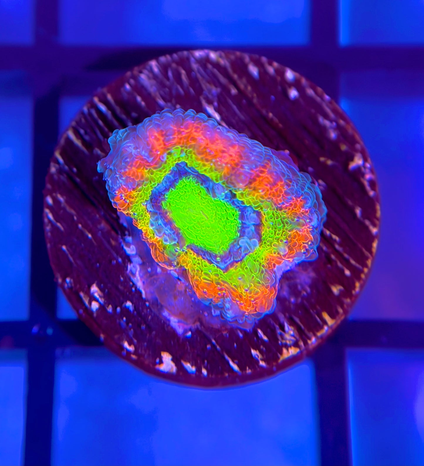 Holy Grail Micromussa