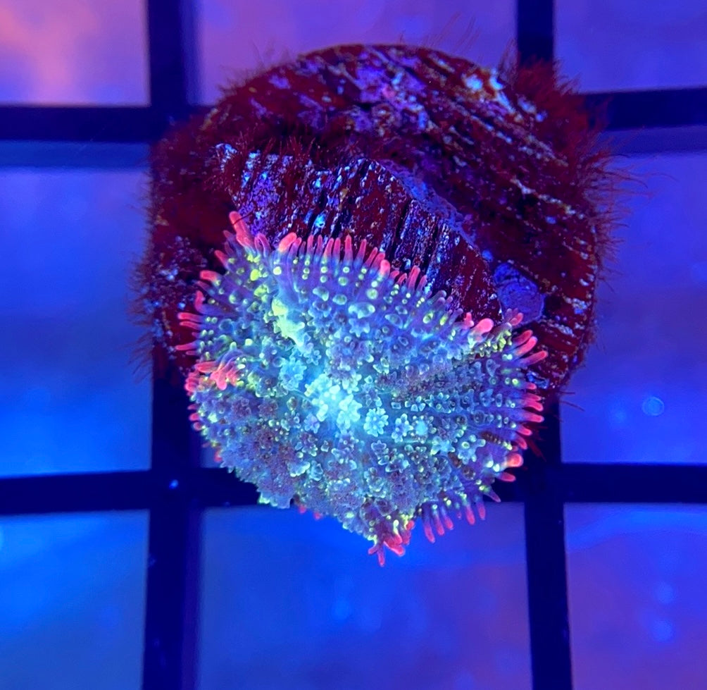 Mardi Gras Bounce Mushroom