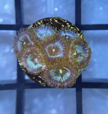 RRG Galactic Empire Zoas