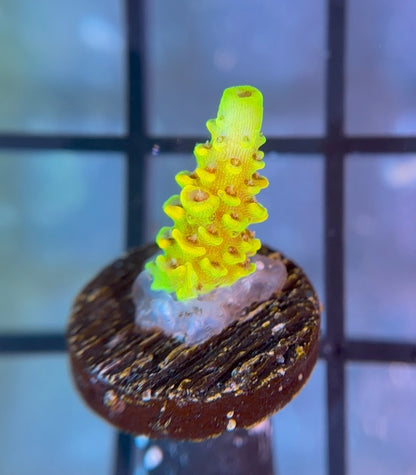 RRC Rainbow Splice Mille