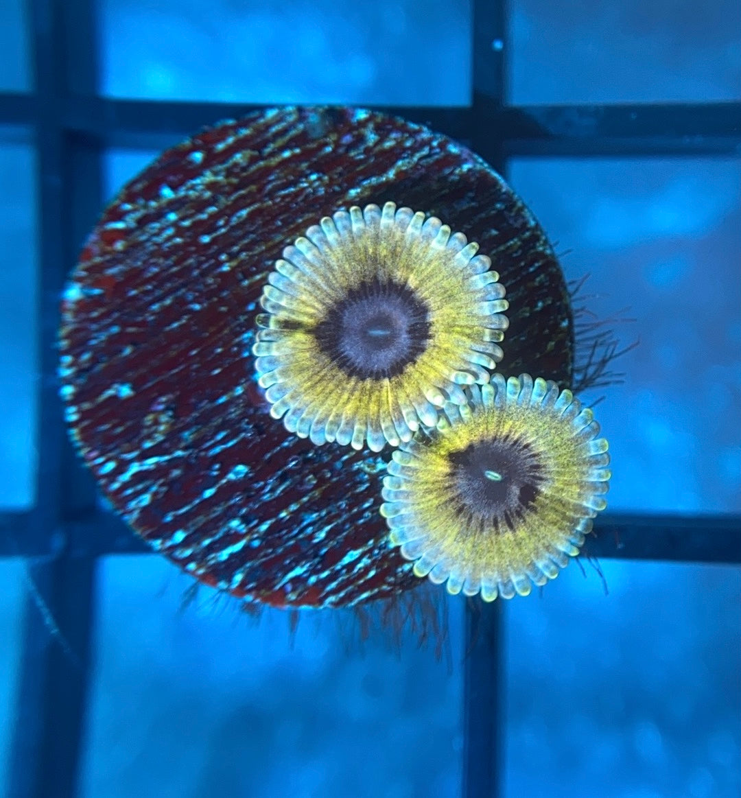 CB White Walker Zoas