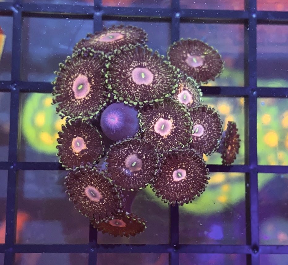 Queen Krakatoa Zoas