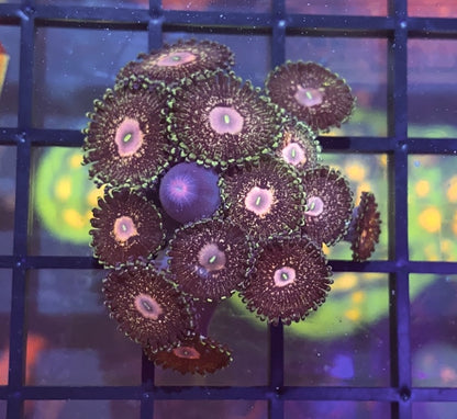 Queen Krakatoa Zoas