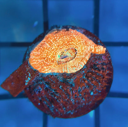 RRG Orange Creamsicle Bowerbanki