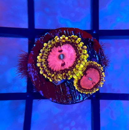 Pink Diamond Zoa