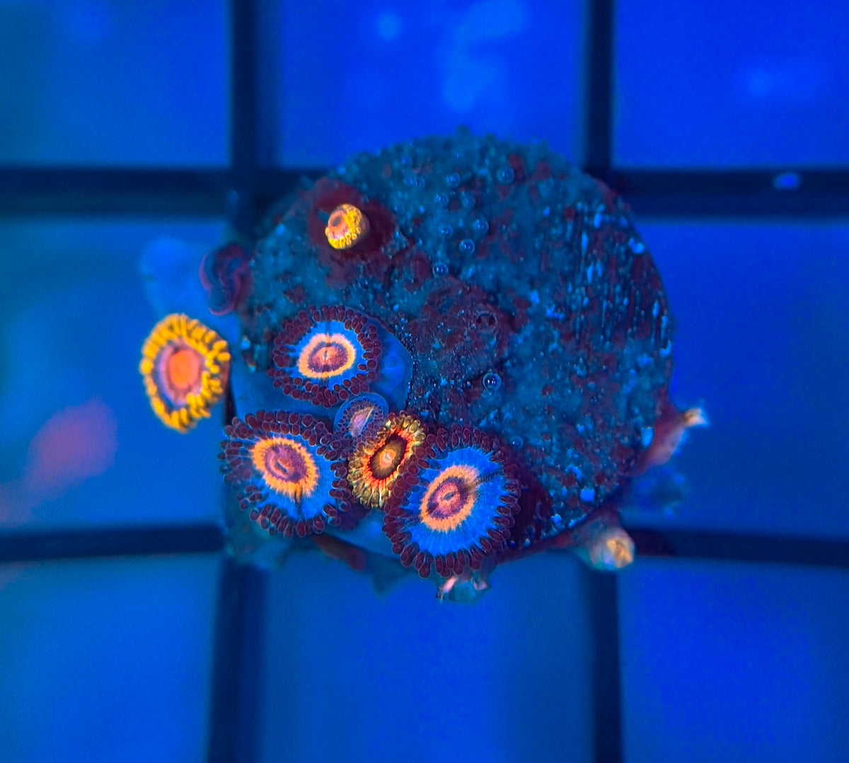 OG Wolverine Zoas & Rainbow Incinerators