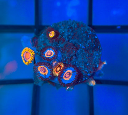 OG Wolverine Zoas & Rainbow Incinerators