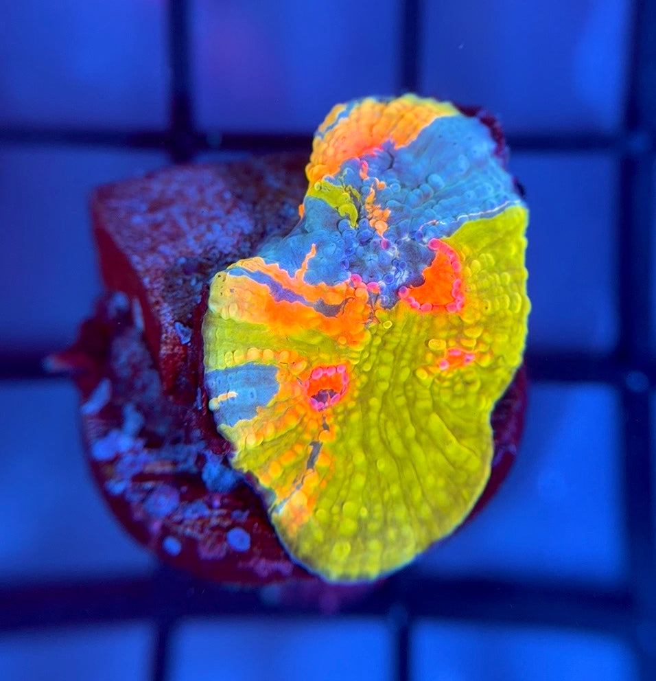 CCA Crayola Meltdown Chalice