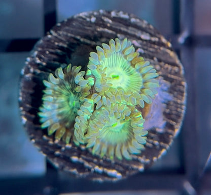 YETI Zoas