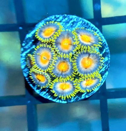 CC Laser Lemons