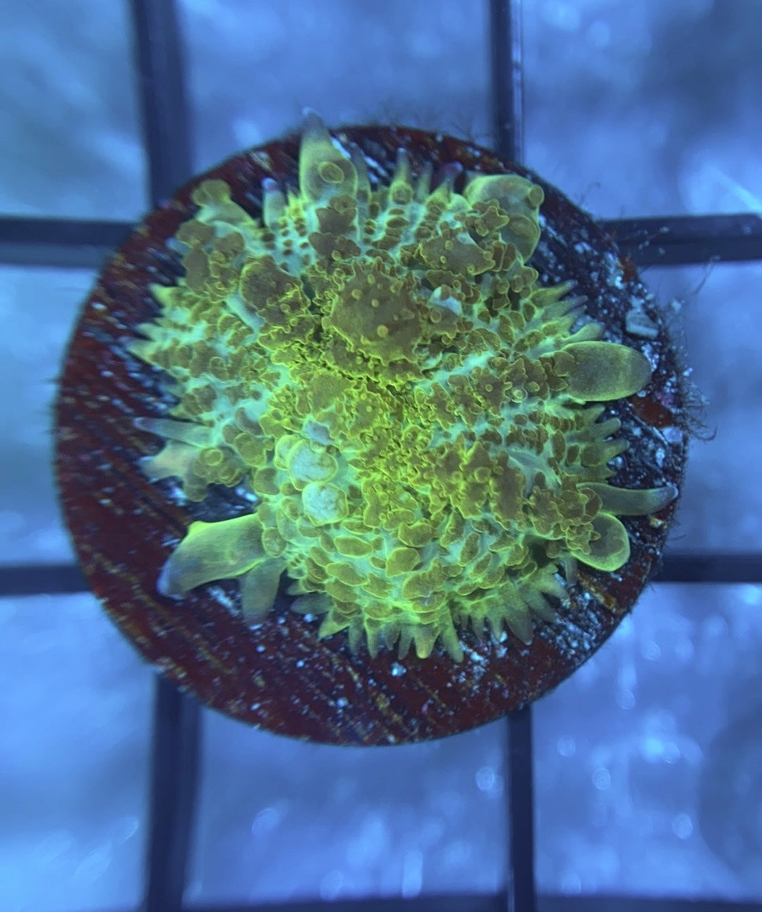 RRG Hulk Bounce Mushroom