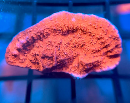 Red Monti Cap