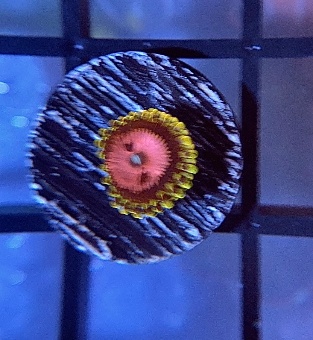 Pink Diamond Zoa