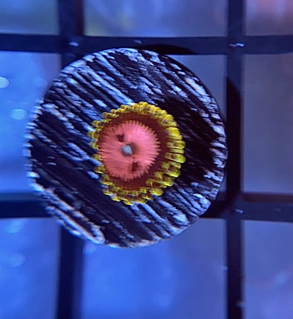 Pink Diamond Zoa