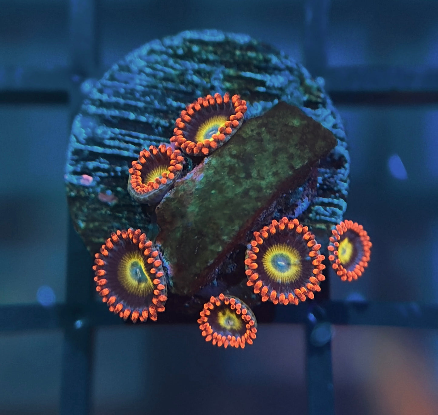 TSA Circus Freak Zoas
