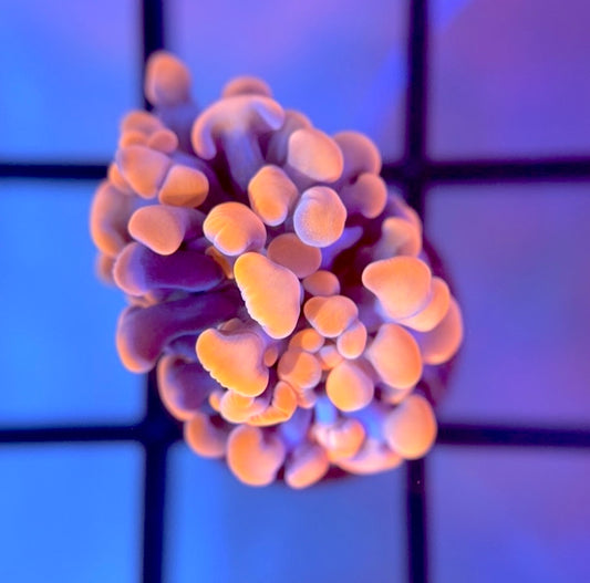 RRG Cinnamon Swirl Hammer