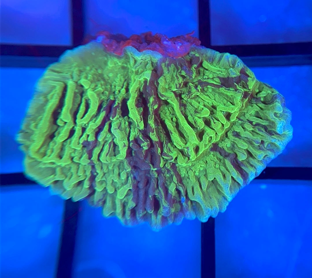 JF Cold Fusion Monti