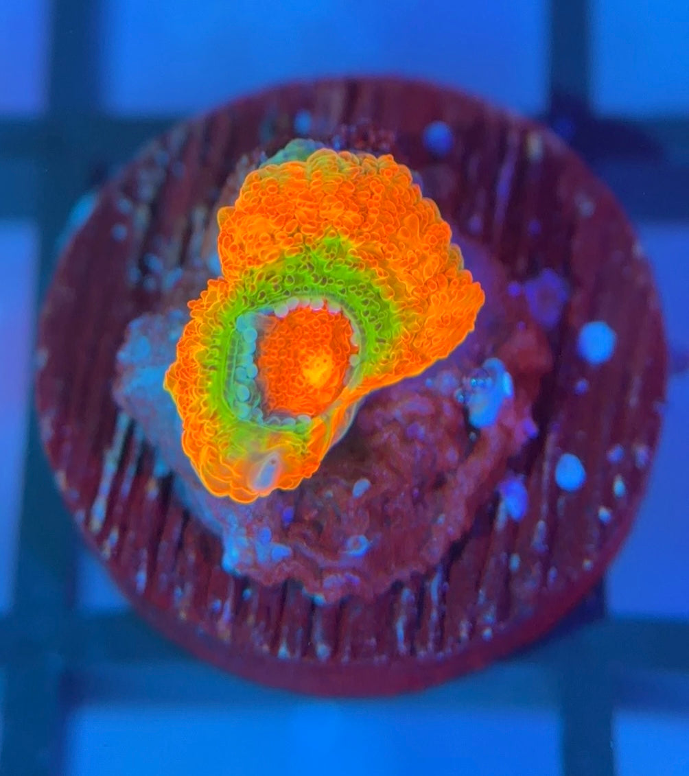 ECC Rainbow Road Micromussa