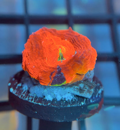 ASD Master Blaster Bower