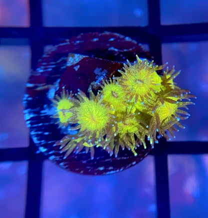 RRG Leprechaun Dust Glitter Goni