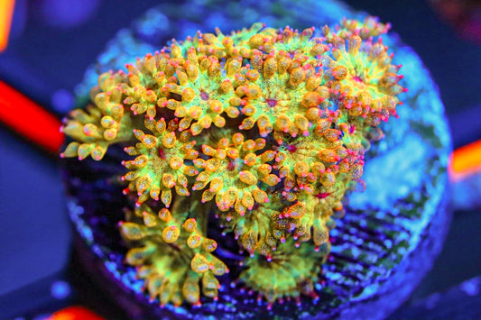 TSA Fairy Dust Glitter Goni