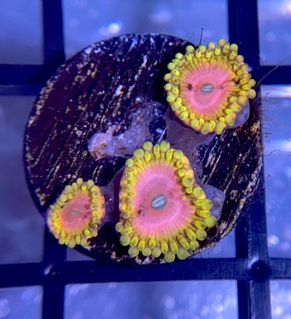 Pink Diamond Zoas