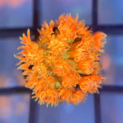 RRG Eternal Flame Goni