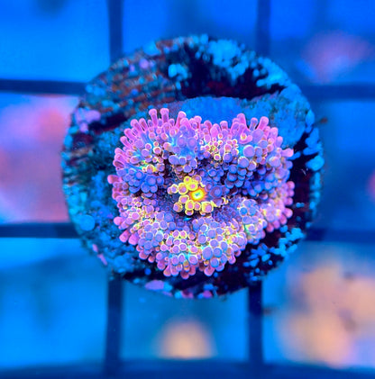 BSA Rainbow Confetti Yuma