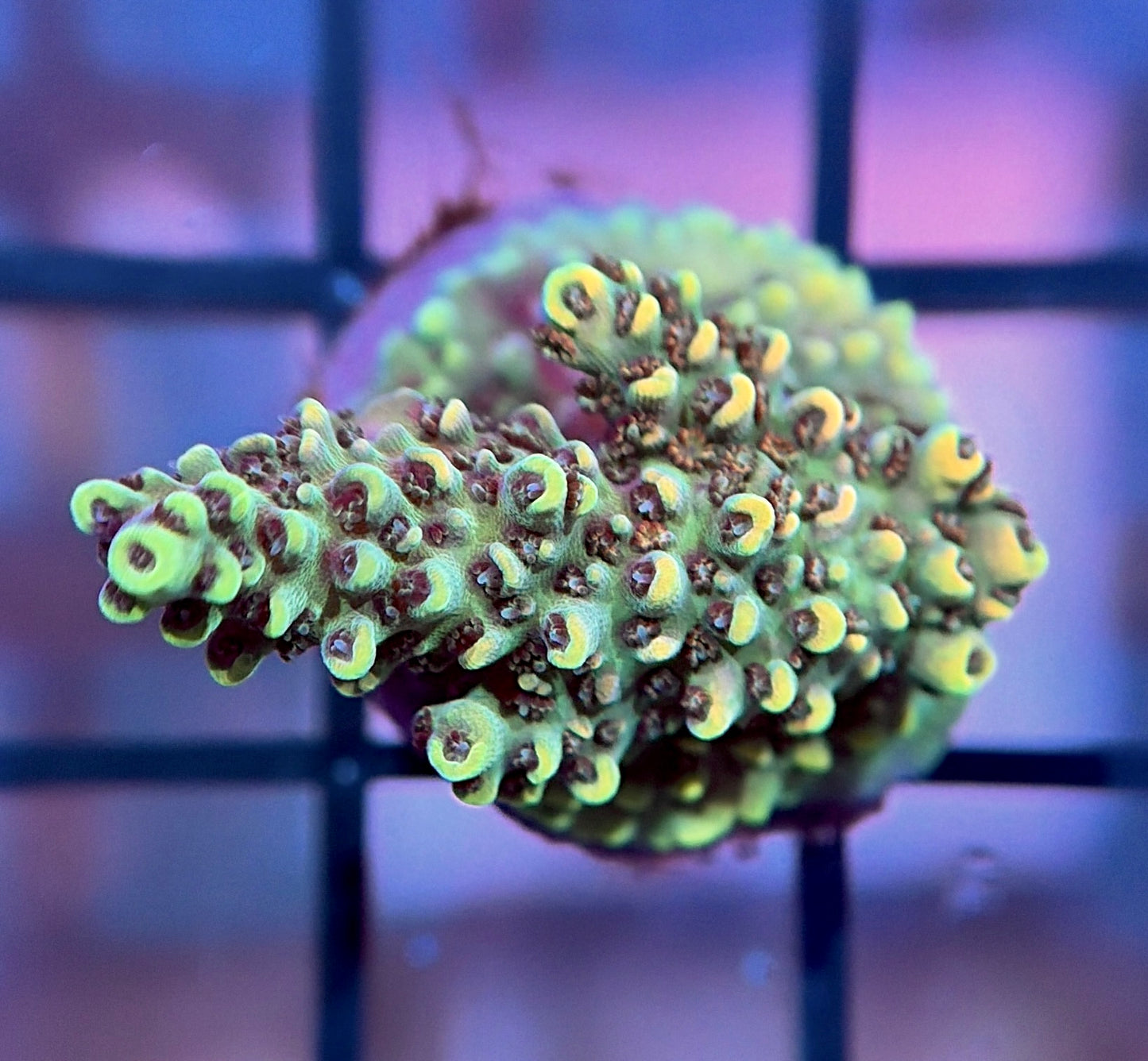 TSA Bill Murray Acropora