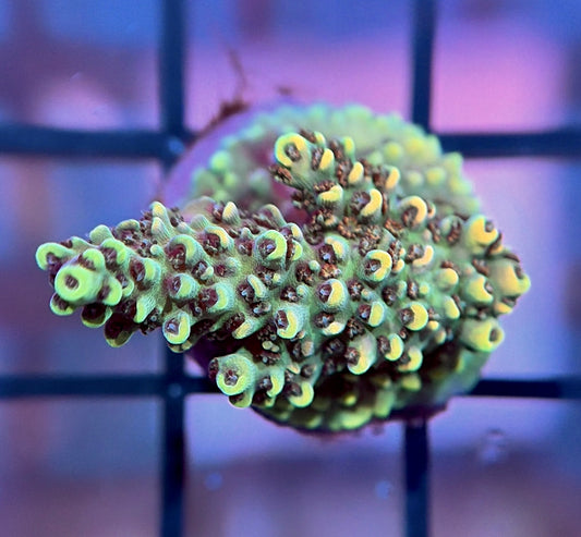 TSA Bill Murray Acropora