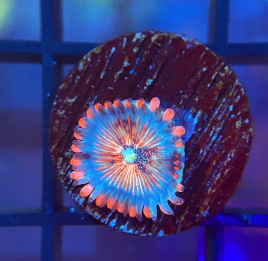 Seduction Zoas
