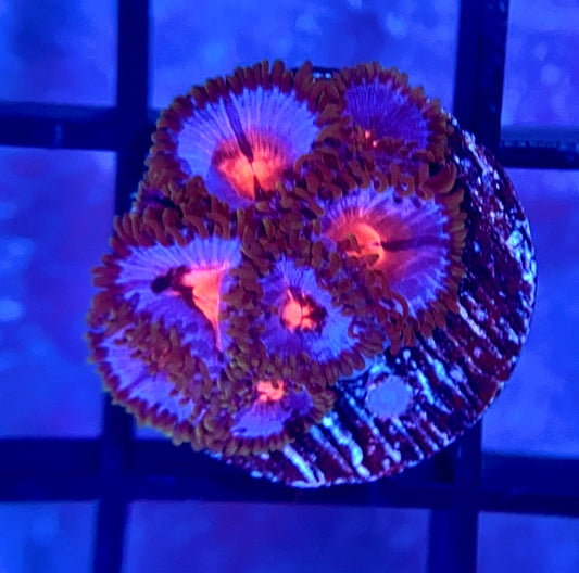Miami Vice Zoas