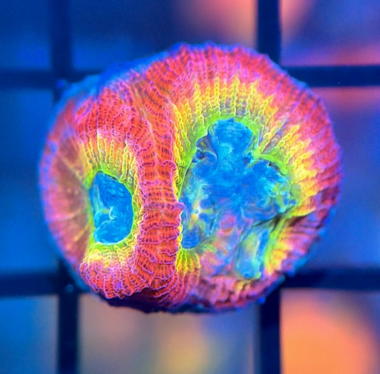 RRG Rainbow Road Favia