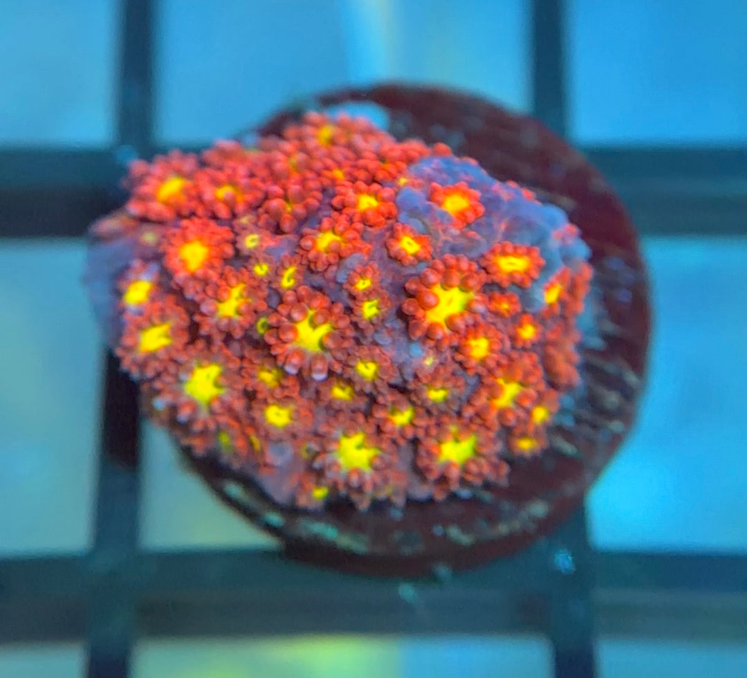 WWC Fruit Loops Micro Goni