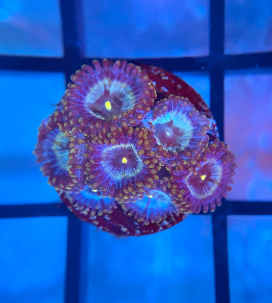 RRG Galactic Empire Zoas