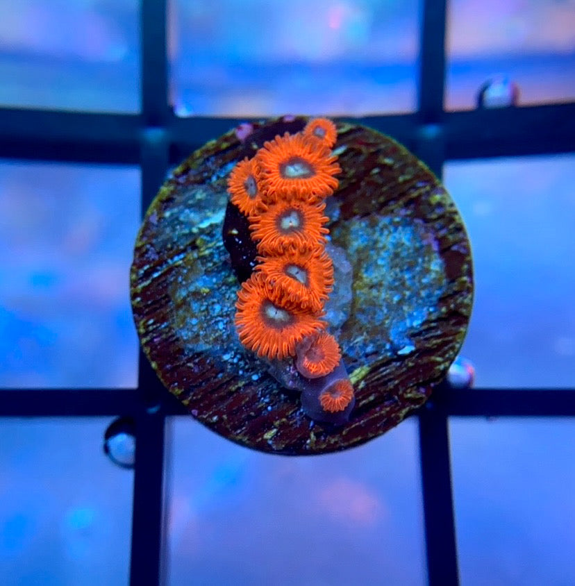 Charmander Zoas