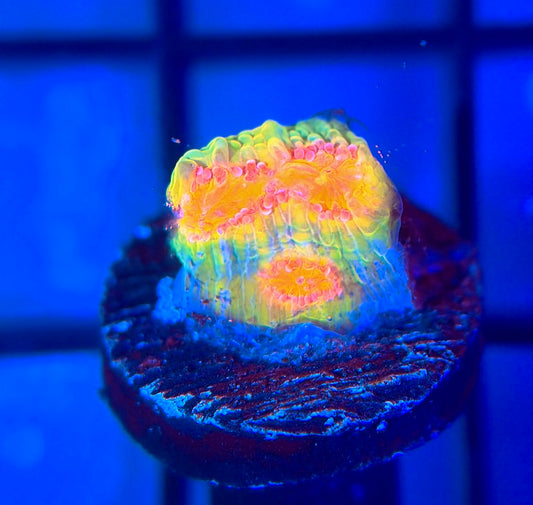 CCA Crayola Meltdown Chalice