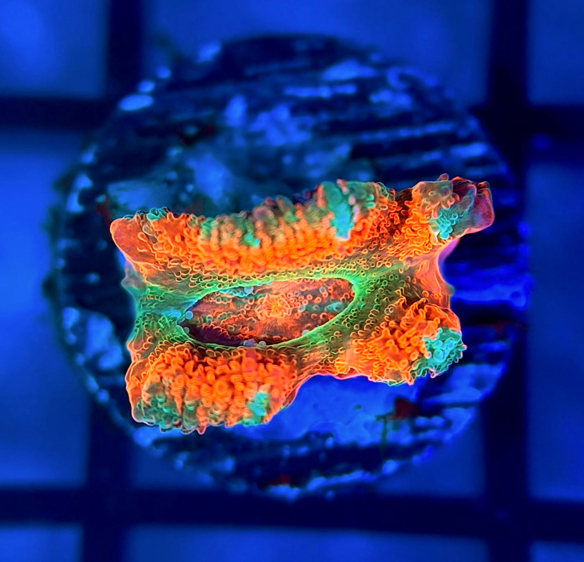 Rainbow Galactic Nuclei Micromussa