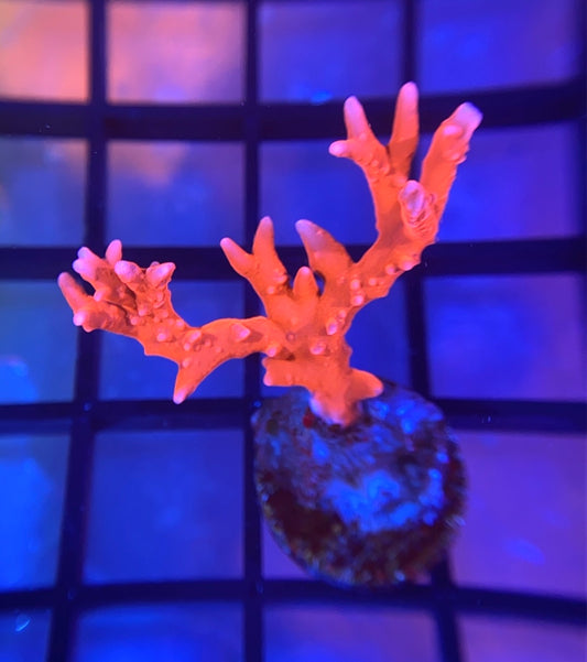 JF TNT Anacropora