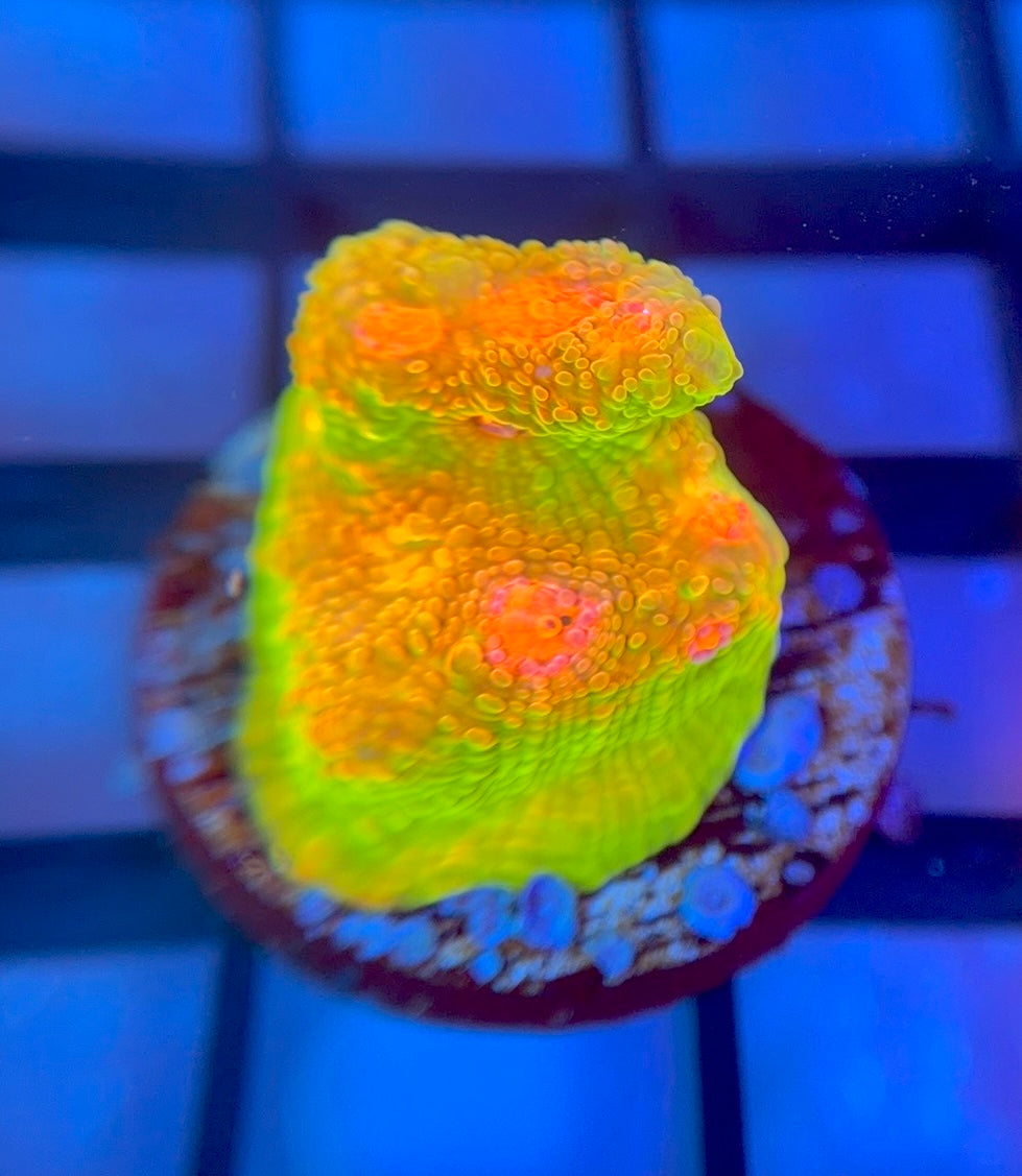 CCA Crayola Meltdown Chalice