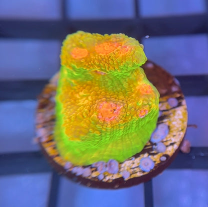 CCA Crayola Meltdown Chalice