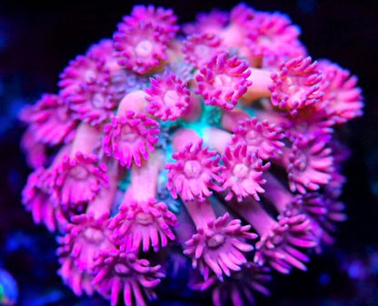 RRG Pink Princess Goni