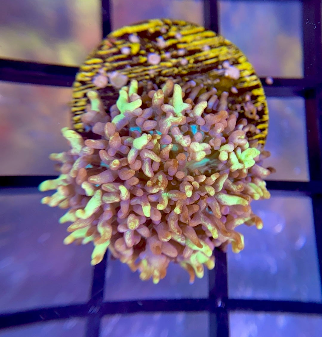 RRG Gummy Bear Bounce Mushroom