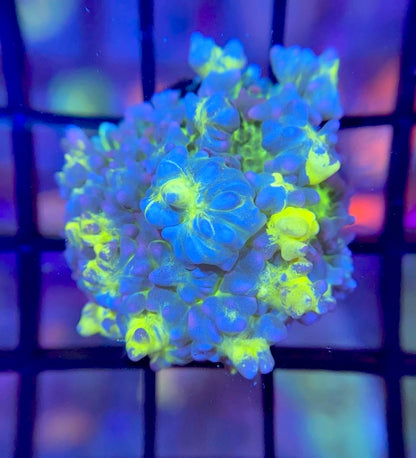 RRG Lemonade Bounce Mushroom